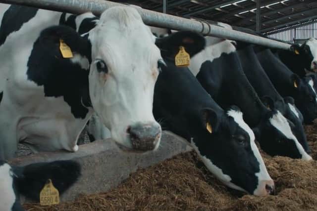 allow adequate feeding space for the dairy herd to ensure maximum silage intake