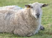 Springtime sheep. Picture: Cliff Donaldson