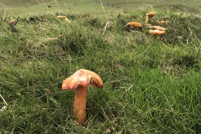 Fungi on the slopes of Binevenagh Nature Reserve