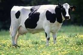 A research project to tackle bovine mastitis and reduce the use of broad-spectrum antibiotics in dairy cattle