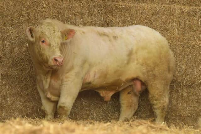 Victor selected this bull for his extreme length and carcass and having the shortest gestation length of all the Charolais bulls in Stirling, he ticked all the boxes.  His pedigree sires include, ‘Simpsons Gregg’, ‘Doonally New’, ‘Olstone Egbert’ and ‘Moyness Lincoln’.