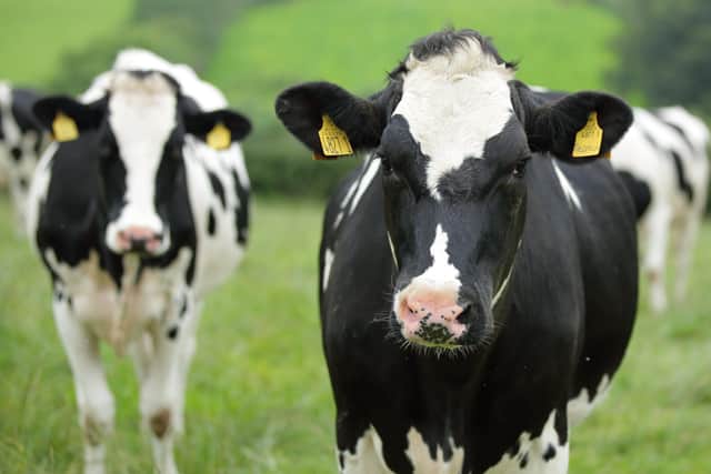 The QUB study looked at the attitudes of cows that live outdoors and indoors.