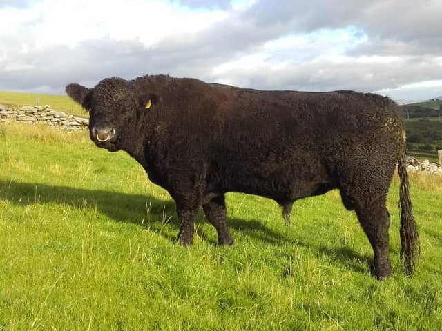 Galloway bull on the Dougherty farm