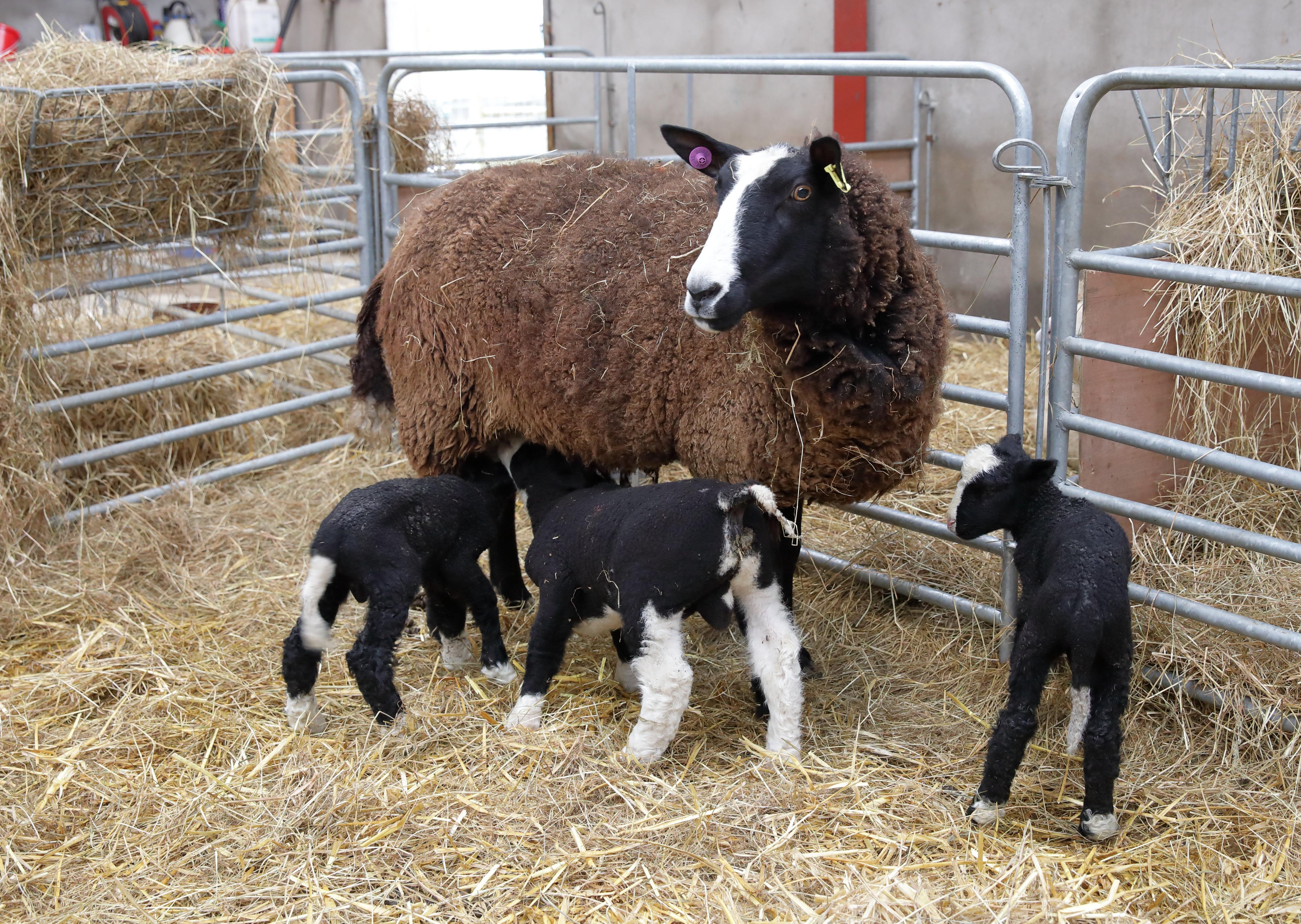 Spring – Survival is the aim of the game on our farms