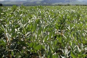 A crop of field beans and lupins