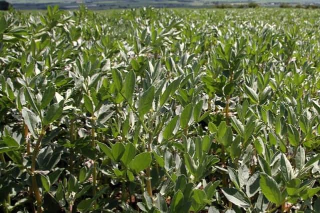 A crop of field beans and lupins