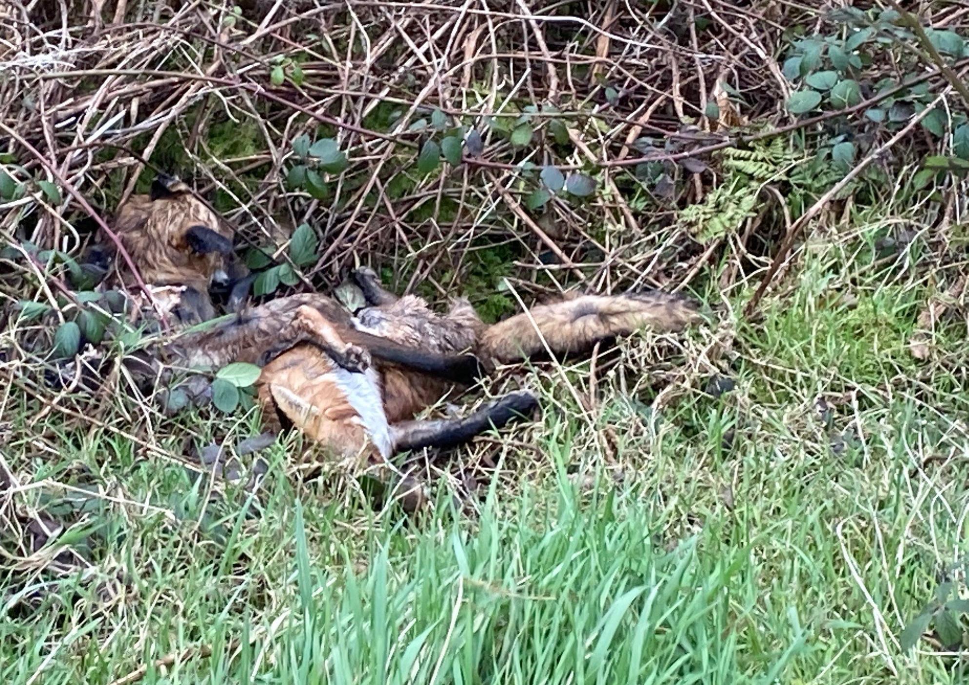 Dunne alarmed at dead foxes dumped