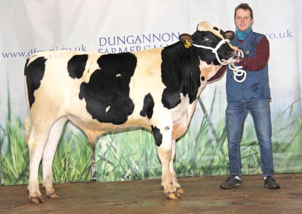 Andrew McLean exhibited Relough Danisck PLI £552 sold for 3,000gns at Dungannon.