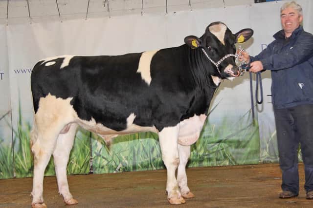 Stuart Smith, Londonderry, sold Prehen Atrium Fortitude GPLI £580 for 3,000gns at Holstein NI’s 31st spring sale, held at Dungannon.