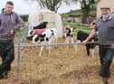 The use of sexed semen will allow Cavan Johnston and Matthew Adams tobuild up cow numbers over the coming years
