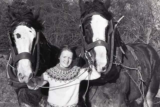 Katharine Kinney, a librarian at the Ulster Folk Museum at Cultra, Holywood, Co Down, holds Rob and Dick during Bertie Hanna's ploughing demonstration at the museum in February 1982. Picture: News Letter archives