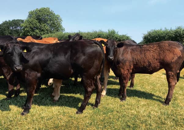 Vet Dr Elizabeth Berry from Animax explains that even after a normal winter, grass in many parts of the UK is typically about 50% deficient in essential trace elements