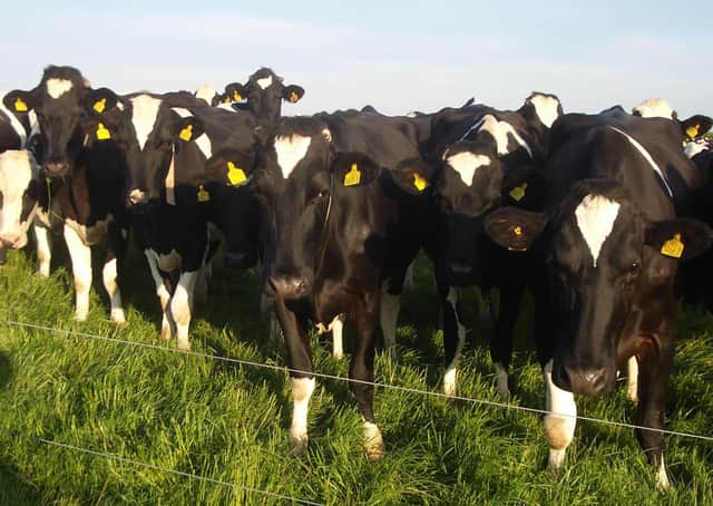 Dr Gareth Arnott, Senior Lecturer in Animal Behaviour and Welfare at Queen’s University and principal investigator on the research, explains: “Animal welfare scientists and dairy consumers have long been concerned that depriving dairy cattle of pasture access harms their welfare.”