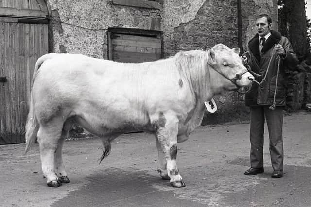 Mr Norman McClelland from Coleraine, Co Londonderry, with his Charolais bull, which was top of the breed in the performance test at Loughgall, Co Armagh, in February 1982. Picture: Farming Life archives