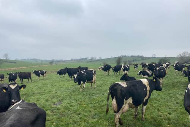 Spring grass is a high quality feed for the dairy herd