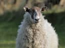 Springtime sheep. Picture: Cliff Donaldson