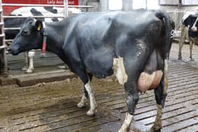 This is the type of cow Stephen Morrison is breeding for