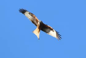 Red kite pictured in Co Down this year. Picture: Mike McLaughlin