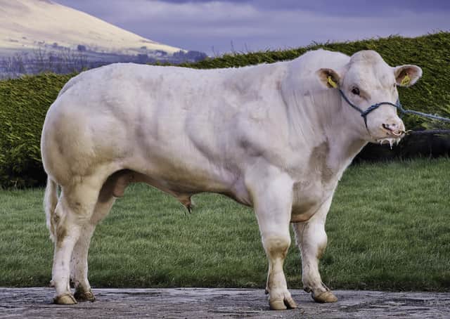 Chatham Orion has the looks and the figures to impress bidders in Dungannon on Easter Tuesday during the British Blue Cattle Society spring sale.