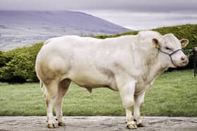 One of the White bulls forward for the British Blue sale in Dungannon on Easter Tuesday, April 6 is Chatham Oskar from the Morrison family at Armoy.