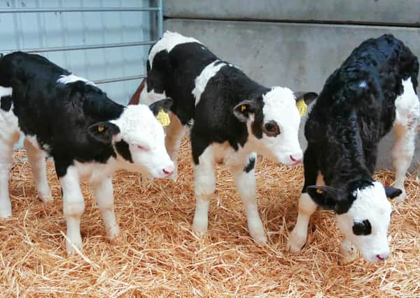 Dairy farmer Richard Brown is achieving £200 to £250 per head for two and three-week-old Simmental calves at the farm gate.