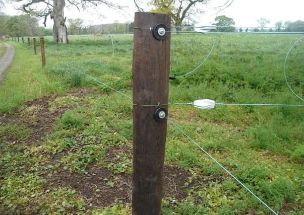 Electric paddock fencing with creosote posts.