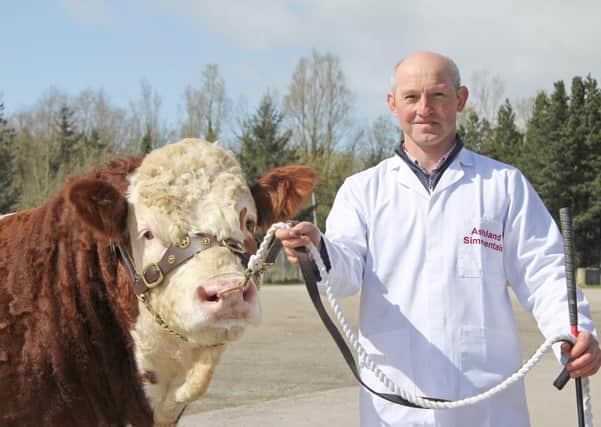 A delighted Frank Kelly from Tempo, County Fermanagh, topped the Simmental sale with Ashland Lad sold for 5,600gns. Picture: Julie Hazelton
