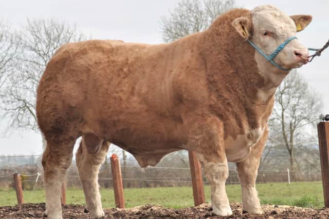 Kilbride Farm Karl realised 4,100gns for WH Robson and Sons, Doagh, at the Simmental Societyâ€TMs Dungannon sale.