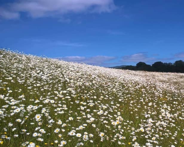 Ned's Meadow in Minnowburn was planted with wildflowers by the National Trust. Pictures: National Trust Northern Ireland