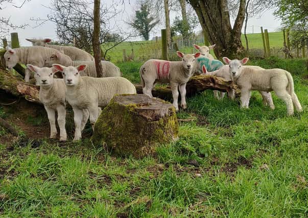Reports from Business Development Groups indicate a good scanning rate for ewes this year