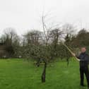 CAFRE adviser Kieran Lavelle will be demonstrating winter pruning at the Loughry Campus Orchard