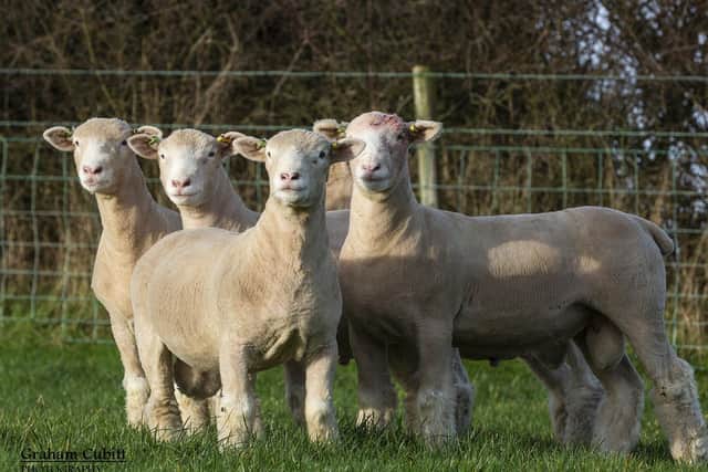 Some of the flock’s home-bred tup hoggs from which this year’s sale rams will be selected