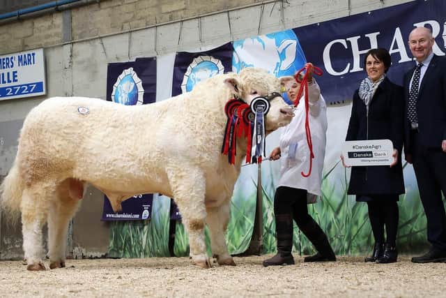 Ratoary Ourboy - 6,200gns Top Price & Reserve Supreme Champion