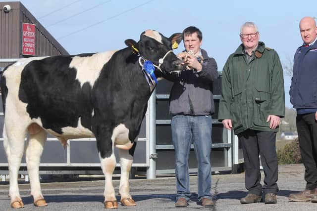 James Cleland, Downpatrick, exhibited the reserve champion Inch Potter. Included are judge Roy Cromie, Castlefin, County Donegal; and sponsor Gareth Bell, Genus ABS. Picture: Julie Hazelton
