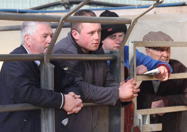 Buyers around the salering at Kilrea Mart's annual March show and sale of pedigree Holstein bulls. Picture: Julie Hazelton