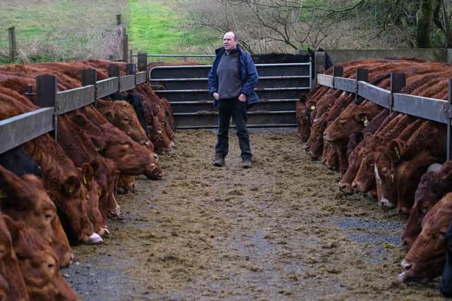 Billy O'Kane is pleased with the performance of the Stabiliser cattle