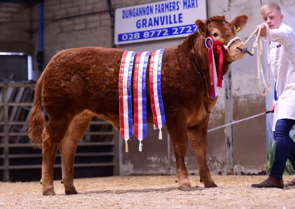 Supreme Overall Champion ‘Bernish Princessjuli’ – sired by the 50,000gns Wilodge Cerebus and Dam sired by Ampertaine Elgin 32,000gns.