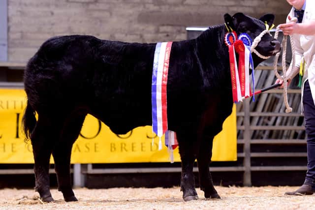 Reserve Supreme Overall Champion ‘ 99 It’s a Surprise’ from JCB Commercials.
