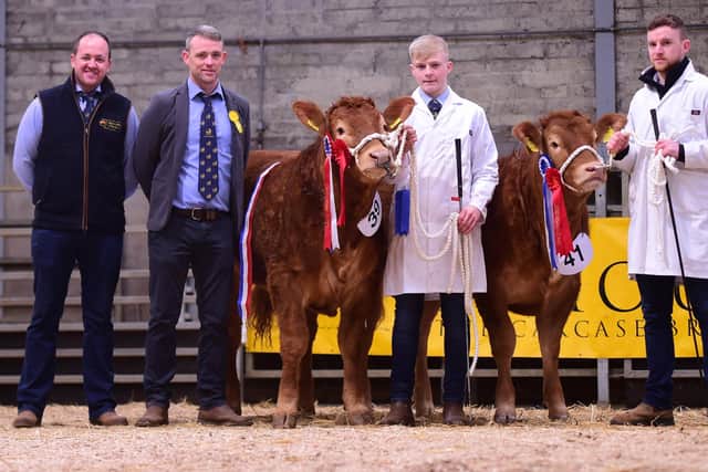 Junior Champion and Reserve photographed with Sponsor Connor Mulholland from Deerpark Limousins, Judge Andrew Gammie. On the left is Junior Champion from Kieran McCrory with Andrew Hamil on the halter. Then we have Reserve Junior Champion from the McGurk Family.