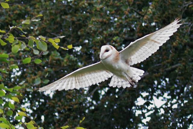 Barn owl (Strangford site). Picture: Ronald Surgenor