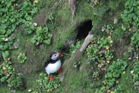 The RSPB's Ric Else took this photograph of the puffins in Rathlin Island earlier this week