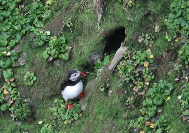 The RSPB's Ric Else took this photograph of the puffins in Rathlin Island earlier this week