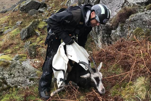 The goat was trapped approximately 100-foot from the ground on a ledge on the side of a mountain at Trem Y Moelwyn in Blaenau Ffestiniog