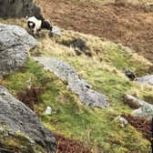 A member of the public built a makeshift catapult to fire carrots up to a wild goat trapped on a North Wales mountain ledge - before RSPCA Cymru rescued the stranded animal