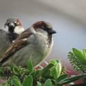 House sparrows. Picture: Hazel Watson/RSPB NI