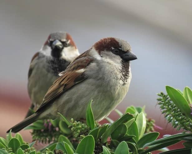House sparrows. Picture: Hazel Watson/RSPB NI