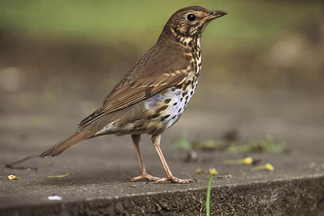 Song Thrush, Turdus philomelos: adult, on stone slab in garden, England. May 2003.
