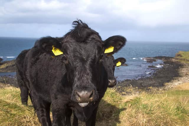 07/04/20 REPRO FREE..Dexter cattle have been introduced by the National Trust to help boost populations of wildflowers, insects and even a rare micro-snail at the Giants Causeway UNESCO World Heritage Site.Pic Steven McAuley/McAuley Multimedia