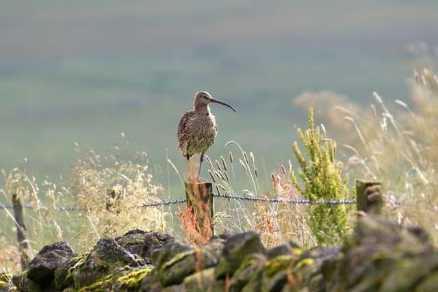The Eurasian curlew is the largest European wader, with a wingspan up to one metre