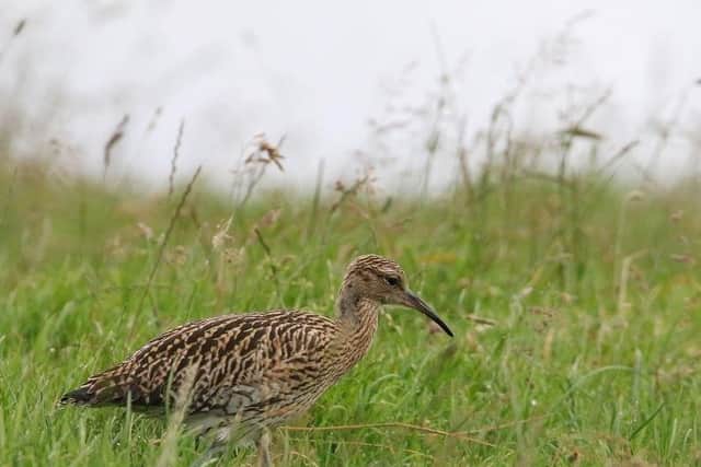 Curlews ́ genus name Numenius refers to their bill. Numenius is a combination of two Greek words: ‘neos’ meaning new and ‘mene’ meaning moon